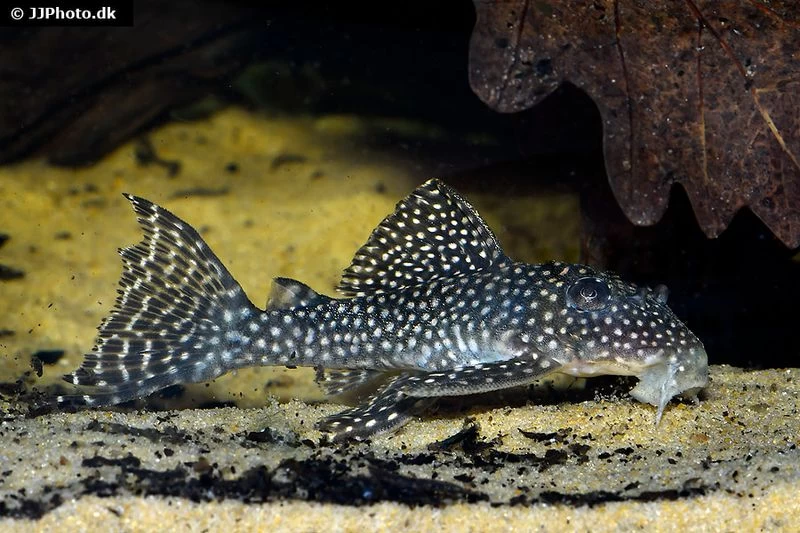 Wels L136a Demini-Engelsharnischwels, Hypancistrus sp. KLEINE PUNKTE Wels L136a Demini-Engelsharnischwels, Hypancistrus Sp. KLEINE PUNKTE -Interaquaristik Verkäufe Hypancistrus species L136a