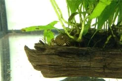 Kleine Putz-Truppe: 3x Rennschnecke + 5x Turmdeckelschnecke -Interaquaristik Verkäufe IMG 0289 1