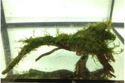 Bundle Scaper Truppe: 10 X Crystal Red Garnele + Mangrovenwurzel Mit Moos 5 Bundle Scaper Truppe: 10 X Crystal Red Garnele + Mangrovenwurzel Mit Moos -Interaquaristik Verkäufe IMG 0293