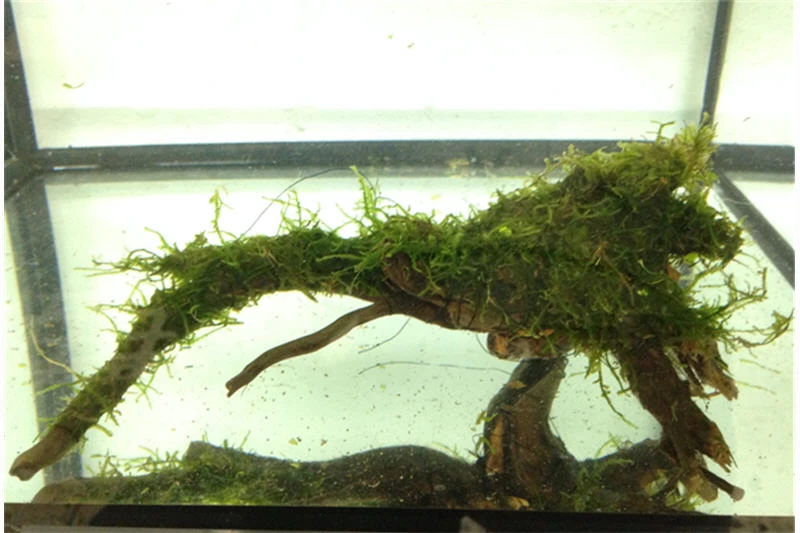 Bundle Scaper Truppe: 10 x Crystal Red Garnele + Mangrovenwurzel mit Moos Bundle Scaper Truppe: 10 X Crystal Red Garnele + Mangrovenwurzel Mit Moos -Interaquaristik Verkäufe IMG 0293