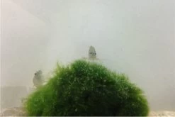 Bundle Große Putz-Truppe: 5 X Rennschnecke + 2 X Tylomelania + 6  X Amanogarnele -Interaquaristik Verkäufe IMG 0304