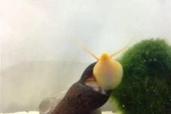 Bundle Große Putz-Truppe: 5 X Rennschnecke + 2 X Tylomelania + 6  X Amanogarnele -Interaquaristik Verkäufe IMG 0330