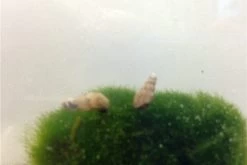Kleine Putz-Truppe: 3x Rennschnecke + 5x Turmdeckelschnecke -Interaquaristik Verkäufe IMG 0342