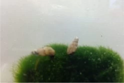 Nano Putz-Truppe: 4x Geweihschnecke + 5x Turmdeckelschnecke -Interaquaristik Verkäufe IMG 0343