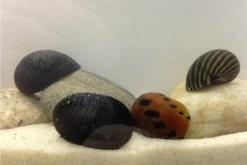 Rennschnecken-Bundle: 5x Rennschnecke Im Farbmix -Interaquaristik Verkäufe IMG 0348 1