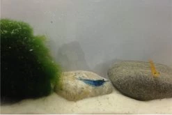 Bundle Bunte Truppe: 10 X Neocaridina Im Farbmix + Javamoos -Interaquaristik Verkäufe IMG 0349