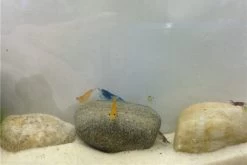 Bundle Bunte Truppe: 10 X Neocaridina Im Farbmix + Javamoos -Interaquaristik Verkäufe IMG 0352