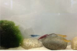 Bundle Bunte Truppe: 10 X Neocaridina Im Farbmix + Javamoos -Interaquaristik Verkäufe IMG 0356