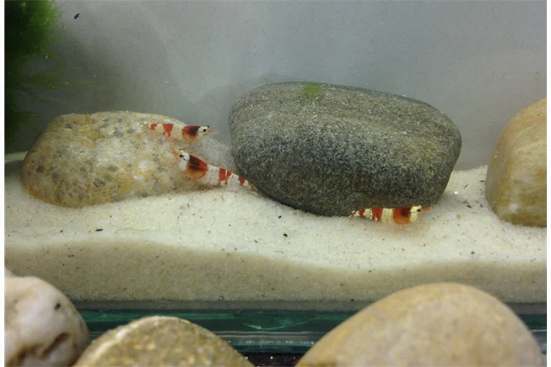 Bundle Scaper Truppe: 10 x Crystal Red Garnele + Mangrovenwurzel mit Moos Bundle Scaper Truppe: 10 X Crystal Red Garnele + Mangrovenwurzel Mit Moos -Interaquaristik Verkäufe IMG 0365