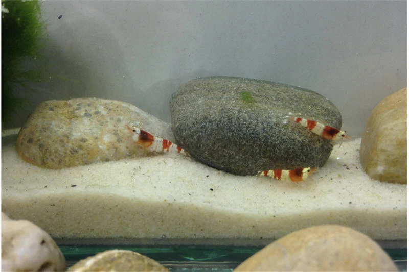 Bundle Scaper Truppe: 10 x Crystal Red Garnele + Mangrovenwurzel mit Moos Bundle Scaper Truppe: 10 X Crystal Red Garnele + Mangrovenwurzel Mit Moos -Interaquaristik Verkäufe IMG 0367