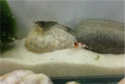 TiBee Starterpack: 5 X Blaue Tigergarnele + 5 X Crystal Red Garnele 5 TiBee Starterpack: 5 X Blaue Tigergarnele + 5 X Crystal Red Garnele -Interaquaristik Verkäufe IMG 0370