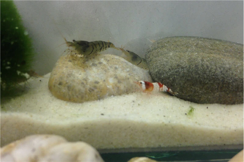 TiBee Starterpack: 5 x Blaue Tigergarnele + 5 x Crystal Red Garnele TiBee Starterpack: 5 X Blaue Tigergarnele + 5 X Crystal Red Garnele -Interaquaristik Verkäufe IMG 0370