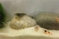 TiBee Starterpack: 5 X Blaue Tigergarnele + 5 X Crystal Red Garnele 3 TiBee Starterpack: 5 X Blaue Tigergarnele + 5 X Crystal Red Garnele -Interaquaristik Verkäufe IMG 0372