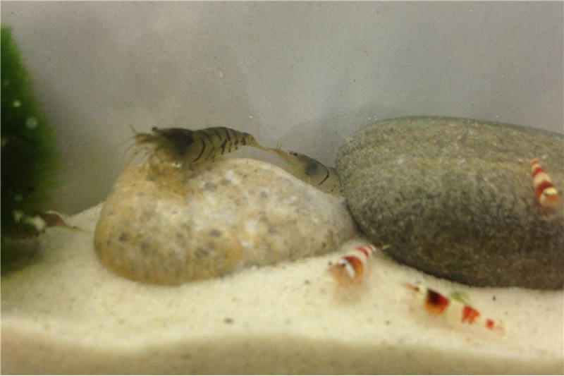 TiBee Starterpack: 5 x Blaue Tigergarnele + 5 x Crystal Red Garnele TiBee Starterpack: 5 X Blaue Tigergarnele + 5 X Crystal Red Garnele -Interaquaristik Verkäufe IMG 0372