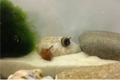 Nano Putz-Truppe: 4x Geweihschnecke + 5x Turmdeckelschnecke -Interaquaristik Verkäufe IMG 0378