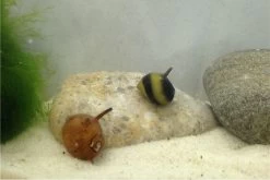 Nano Putz-Truppe: 4x Geweihschnecke + 5x Turmdeckelschnecke -Interaquaristik Verkäufe IMG 0380