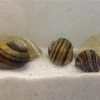 Apfelschnecken-Bundle: 3x Zebra-Apfelschnecke , Asolene Spixi -Interaquaristik Verkäufe IMG 0477