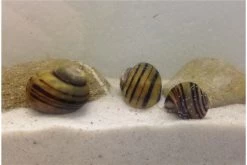 Apfelschnecken-Bundle: 3x Zebra-Apfelschnecke , Asolene Spixi