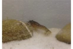 Kleinster Zwergflußkrebs - Cambarellus Diminutus - Paar + Handgemachte Krebshöhle -Interaquaristik Verkäufe IMG 0479