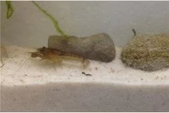 Kleinster Zwergflußkrebs - Cambarellus Diminutus - Paar + Handgemachte Krebshöhle -Interaquaristik Verkäufe IMG 0481