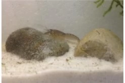 Kleinster Zwergflußkrebs - Cambarellus Diminutus - Paar + Handgemachte Krebshöhle -Interaquaristik Verkäufe IMG 0482