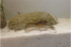 Kleinster Zwergflußkrebs - Cambarellus Diminutus - Paar + Handgemachte Krebshöhle -Interaquaristik Verkäufe IMG 0485