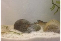 Kleinster Zwergflußkrebs - Cambarellus Diminutus - Paar + Handgemachte Krebshöhle -Interaquaristik Verkäufe IMG 0486