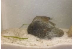 Kleinster Zwergflußkrebs - Cambarellus Diminutus - Paar + Handgemachte Krebshöhle -Interaquaristik Verkäufe IMG 0487