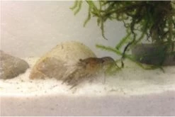 Kleinster Zwergflußkrebs - Cambarellus Diminutus - Paar + Handgemachte Krebshöhle -Interaquaristik Verkäufe IMG 0488