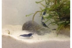 Tiger-Bundle: 10 X Blaue Tigergarnele, Caridina Cf. Cantonensis + Portion Javamoos -Interaquaristik Verkäufe IMG 0493