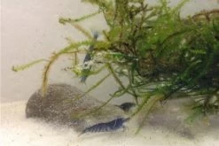 Tiger-Bundle: 10 X Blaue Tigergarnele, Caridina Cf. Cantonensis + Portion Javamoos -Interaquaristik Verkäufe IMG 0494
