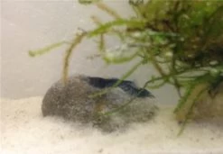 Tiger-Bundle: 10 X Blaue Tigergarnele, Caridina Cf. Cantonensis + Portion Javamoos -Interaquaristik Verkäufe IMG 0500