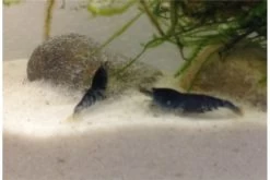 Tiger-Bundle: 10 X Blaue Tigergarnele, Caridina Cf. Cantonensis + Portion Javamoos -Interaquaristik Verkäufe IMG 0502