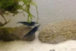 Tiger-Bundle: 10 X Blaue Tigergarnele, Caridina Cf. Cantonensis + Portion Javamoos -Interaquaristik Verkäufe IMG 0504