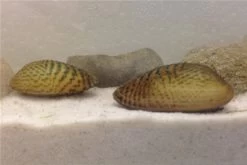 Schwebealgen-Bundle: 2x Ornamentmuscheln + 1 Portion Büschelfarn + 4 Bund-Pflanzen -Interaquaristik Verkäufe IMG 0509