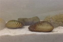 Schwebealgen-Bundle: 2x Ornamentmuscheln + 1 Portion Büschelfarn + 4 Bund-Pflanzen -Interaquaristik Verkäufe IMG 0510