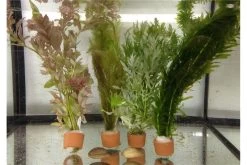 Schwebealgen-Bundle: 2x Ornamentmuscheln + 1 Portion Büschelfarn + 4 Bund-Pflanzen -Interaquaristik Verkäufe IMG 0521