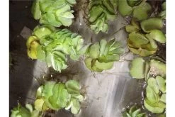 Schwebealgen-Bundle: 2x Ornamentmuscheln + 1 Portion Büschelfarn + 4 Bund-Pflanzen -Interaquaristik Verkäufe IMG 0523