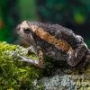 Indischer Ochsenfrosch, Kaloula Pulchra 2 Indischer Ochsenfrosch, Kaloula Pulchra -Interaquaristik Verkäufe Indischer Ochsenfrosch Kaloula pulchra 1