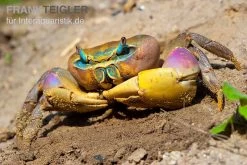 Indonesische Riesenlandkrabbe, Cardisoma Carnifex -Interaquaristik Verkäufe Indonesische Riesenlandkrabbe Cardisoma carnifex 2