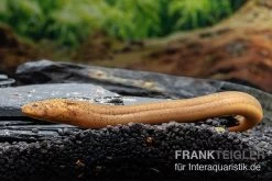 Interaquaristik Verkäufe 5 Indonesischer Kurzflossen-Aal, Anguilla Bicolor