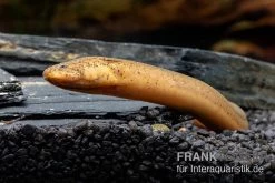 Interaquaristik Verkäufe -Interaquaristik Verkäufe Indonesischer Kurzflossen Aal Anguilla bicolor neu 2