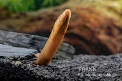 Indonesischer Kurzflossen-Aal, Anguilla Bicolor -Interaquaristik Verkäufe Indonesischer Kurzflossen Aal Anguilla bicolor neu 3