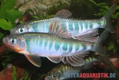 Japanischer Drachenfisch, Zacco Platypus (Kaltwasser & Warmwasser), 7-10 Cm -Interaquaristik Verkäufe Japanischer Drachenfisch Zacco platypus neu 1