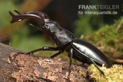 Java-Hirschkäfer, Hexarthrius Buqueti