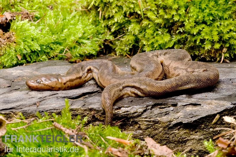 Javanische Warzenschlange, Acrochordus javanicus Javanische Warzenschlange, Acrochordus Javanicus -Interaquaristik Verkäufe Javanische Warzenschlange Acrochordus javanicus 1