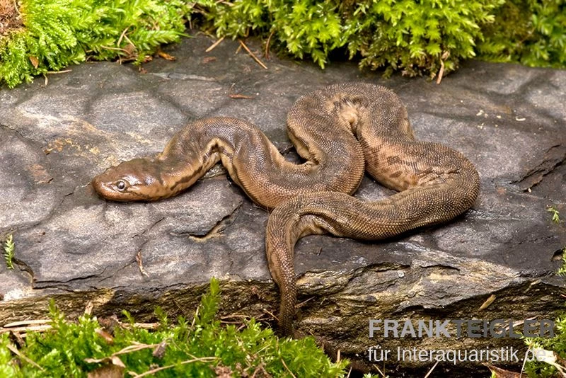 Javanische Warzenschlange, Acrochordus javanicus Javanische Warzenschlange, Acrochordus Javanicus -Interaquaristik Verkäufe Javanische Warzenschlange Acrochordus javanicus 2