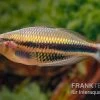 Kaladiri-Regenbogenfisch, Melanotaenia Sp. Kaladiri, 5 Tiere