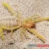 Kamelspinne, Galeodes Sp. 1 Kamelspinne, Galeodes Sp. -Interaquaristik Verkäufe Kamelspinne Walzenspinne Galeodes sp 1