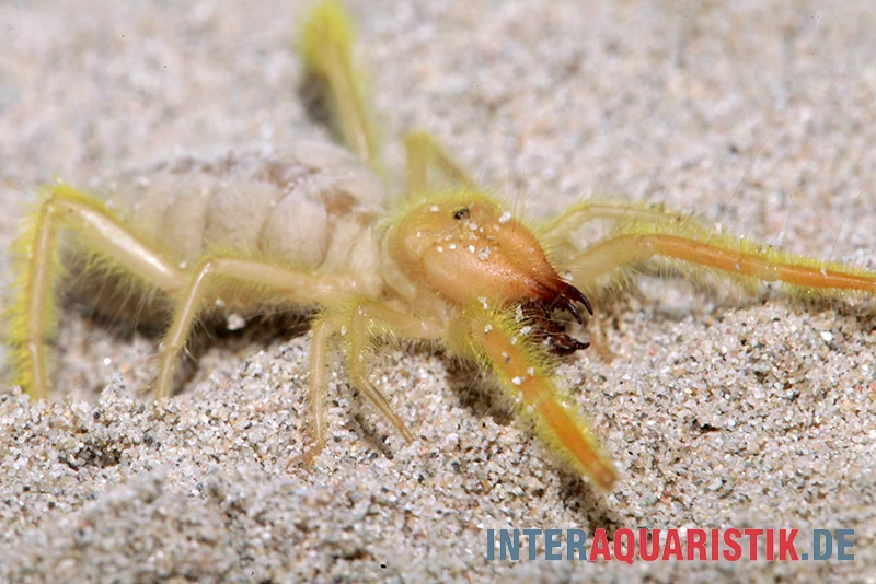 Kamelspinne, Galeodes sp. Kamelspinne, Galeodes Sp. -Interaquaristik Verkäufe Kamelspinne Walzenspinne Galeodes sp 5